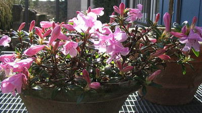 Rhododendron_imperator_fars.jpg