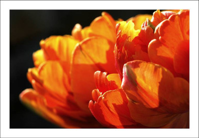 Tulipa_5_07-05-2006.jpg