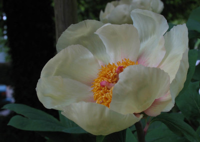 Paeonia_mlokosewitschi_of.jpg