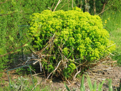 EuphorbiaWisley138_3884_2.jpg