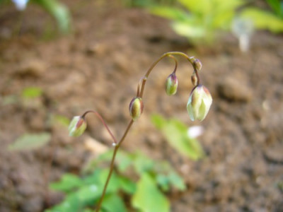 Epimedium_Knospen.jpg