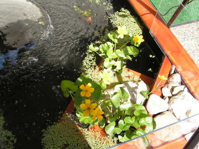 PICT0019a.jpg
