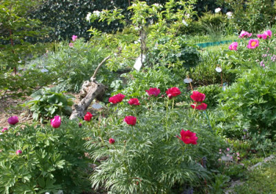 Pfingstrosen_R_26029.jpg