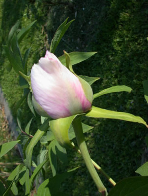 Xue_Lian_K_25968.jpg