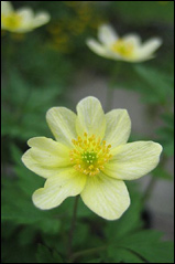 Anemone_Seemannii.jpg