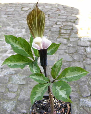 Arisaema_sikok.JPG