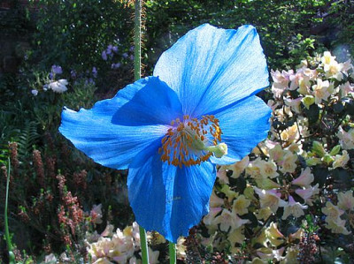 Meconopsis_fars_2.jpg