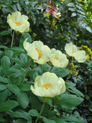 Paeonia_mlokosewitschi_Molly_the_Witch_f.jpg