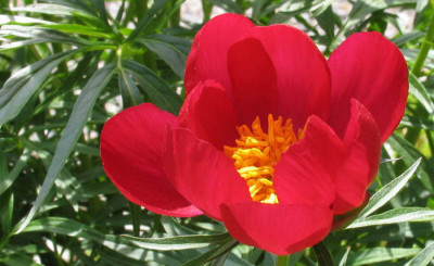 Paeonia_peregrina_f3.jpg