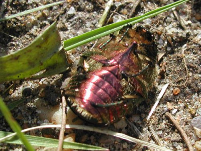 Pigmente_haschen.jpg