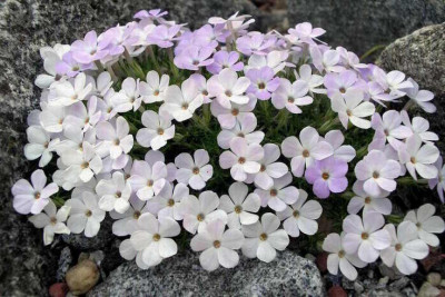 Phlox_douglasii_Iceberg_2006-05-12.JPG