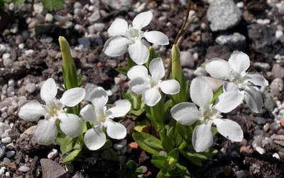 Gentiana_verna_ssp._salcanica_alba_2006-05-12.JPG