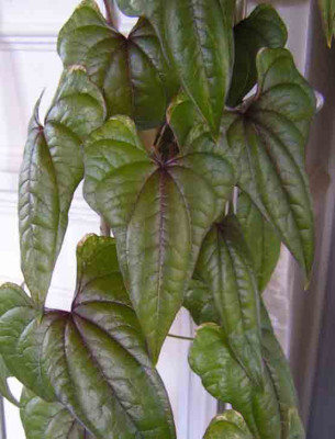 Dioscorea7.jpg