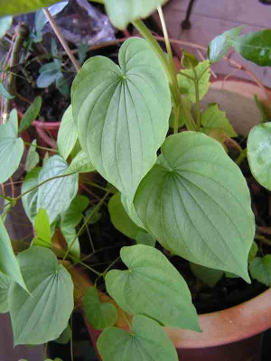 Dioscorea22.jpg