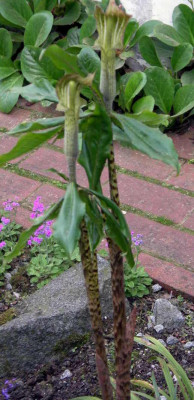 Arisaema_nepenthoides_2006-05-12.JPG
