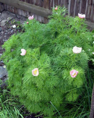 Paeonia_tenuifolia_rosea_2006-05-12.JPG