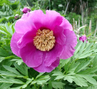 05120038_ePaeonia_anomala_Xinjiang.JPG