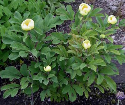 Paeonia_mlokosewitchii_2006-05-12.JPG