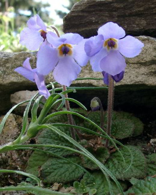 05120029_Hybride_JankeaRamonda.JPG