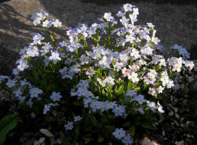 Myosotis_rehsteinerii_2006-05-12.JPG