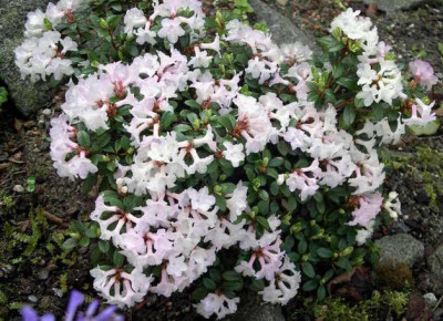 Rhododendron_sargentianum_x_myrtifolium_2006-05-12.JPG