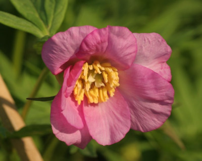 paeonia_anomala_3244.jpg