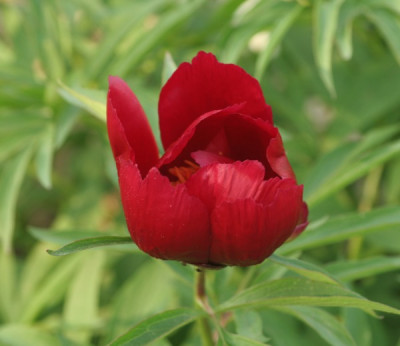 paeonia_x_smouthii_3250.jpg