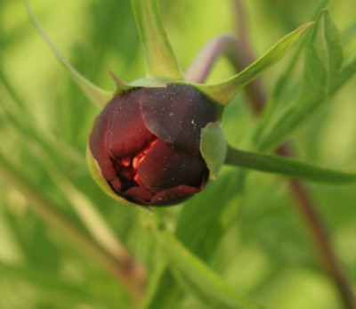 paeonia_delavayi_3251.jpg