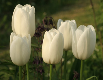 tulipa_maureen_3240.jpg