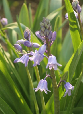 hyacinthoides_hispanica_3246.jpg