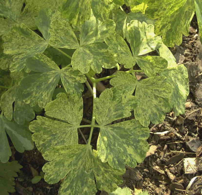 AquilegiaRimg0278.JPG