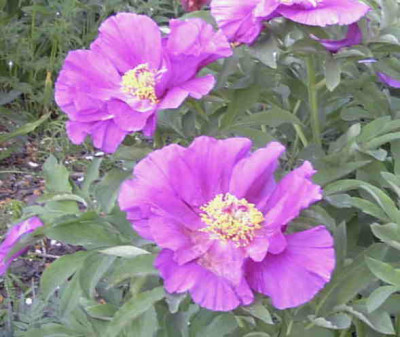 Paeonia_humilisRimg0292.JPG