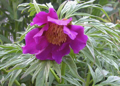 Paeonia_anomalaRimg0293.JPG