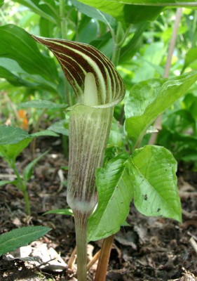 05120057_eArisaema_amurense_dunkler_Typ.JPG