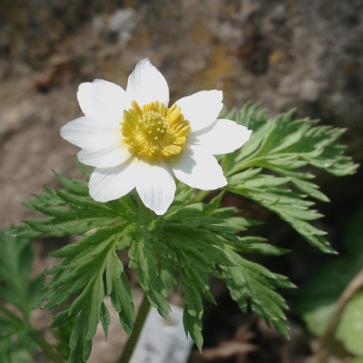05110002_eAdonis_brevistyla.JPG