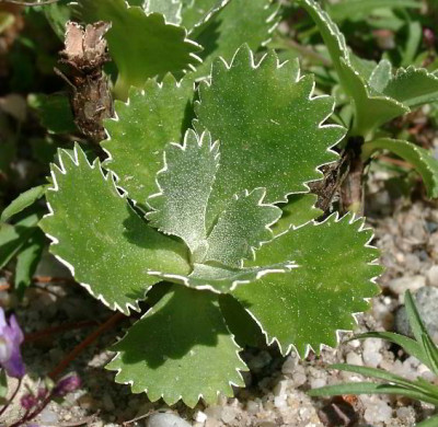 05120031_ePrimula_marginata_Auslese.JPG