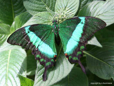 schmetterling_web.jpg
