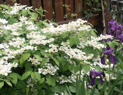 Viburnum_Etagen.jpg