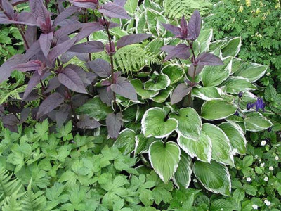 hosta_eins__.jpg