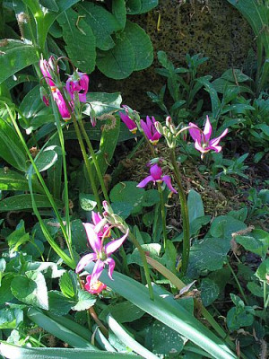 Dodecatheon_pulchellum_fars.jpg