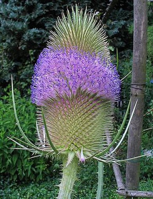 Dipsacus_sylvestris_fars.jpg