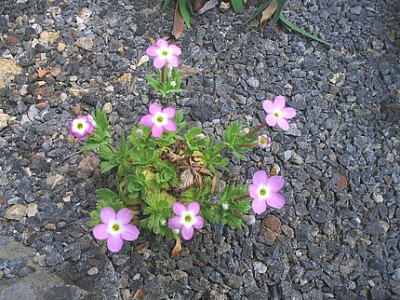 Dionysia_involucrata_2006.jpg
