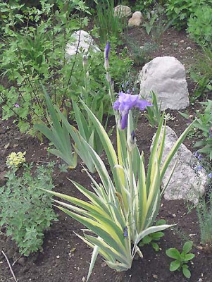 iris_pallida_variegata_mai.jpg