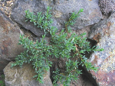 Daphne_jasminea_2006.jpg