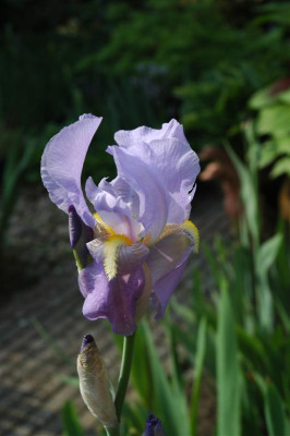 2006H268_Large.JPG