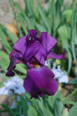 2006H274_Large.JPG