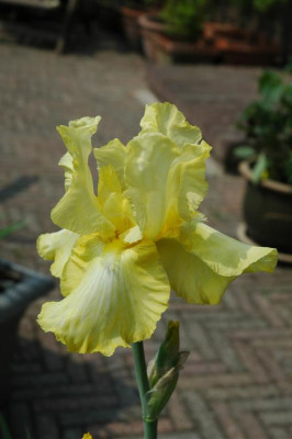 2006H275_Large.JPG