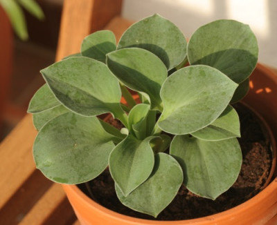 hosta_blue_mouse_ears_3259.jpg