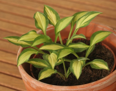 hosta_cats_eye_3256.jpg