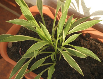 hosta_stiletto_3262.jpg